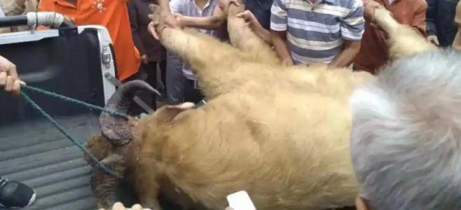 Karsa赛事官方发布连败新规，公牛争议不断！