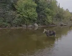 Faker焦点对战，蒂姆与80激战加拿大队分钟，持续失利胜负难料！